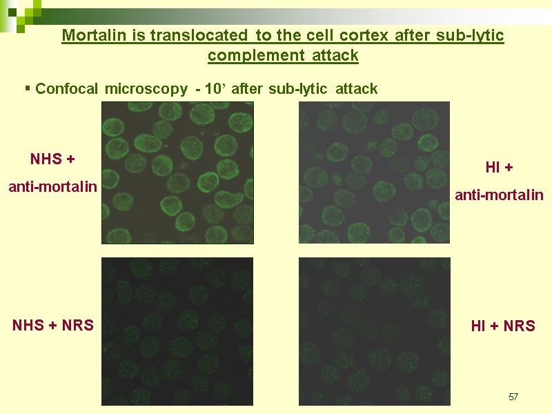 57 NHS + anti-mortalin Mortalin is translocated to the cell cortex after sub-lytic complement